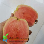 Bibit Jambu Sukun Merah