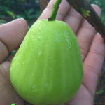 Bibit Jambu Air Super Green