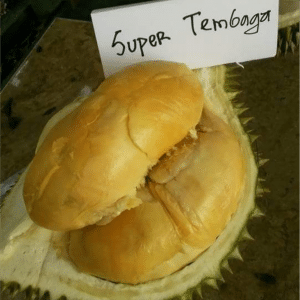 Bibit Durian Super Tembaga