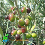 Bibit Buah Zaitun
