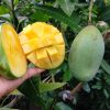Bibit Buah Mangga Manalagi