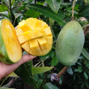 Bibit Buah Mangga Manalagi