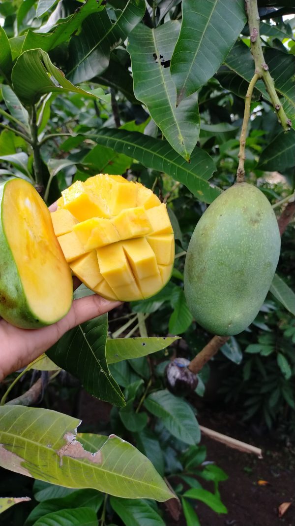 Bibit Buah Mangga Manalagi