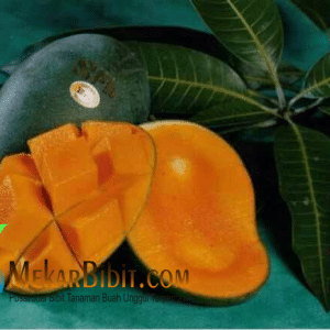 Bibit Buah Mangga Manalagi