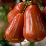 Bibit Jambu Air Kusuma Merah