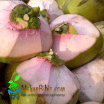 Bibit Kelapa Wulung