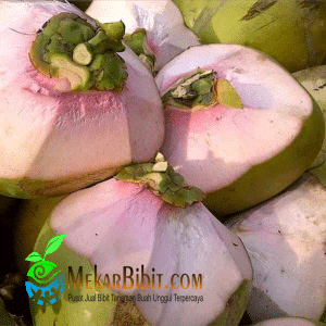 Bibit Kelapa Wulung