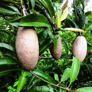 Bibit Buah Sawo Mentimun