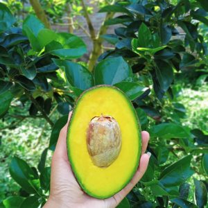 Bibit Buah Alpukat Cuba