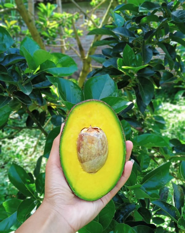 Bibit Buah Alpukat Cuba