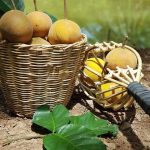 Cupa-Cupa/Peruvian Sapote