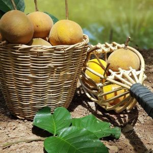Cupa-Cupa/Peruvian Sapote