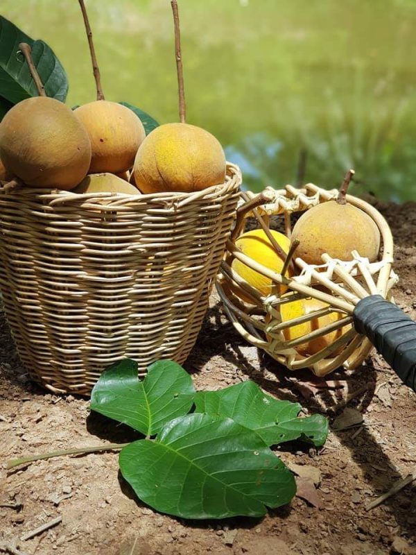 Cupa-Cupa/Peruvian Sapote