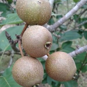 Bibit Buah PIR
