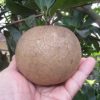 Bibit Sawo Jumbo Vietnam
