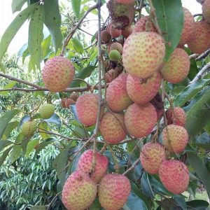Bibit Leci Madu