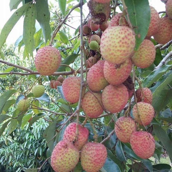 Bibit Leci Madu