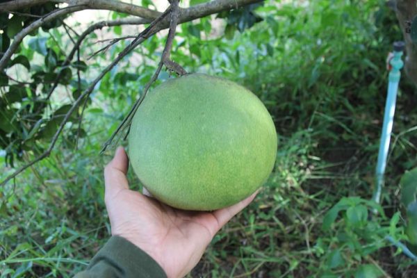 Bibit Jeruk Pamelo Madu