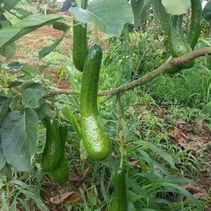 Bibit Alpukat Sab 034