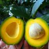 Bibit Buah Alpukat Miki