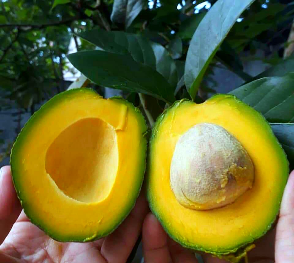 Bibit Buah Alpukat Miki