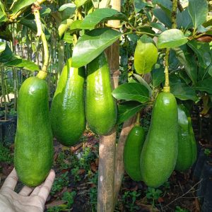 Bibit Alpukat Kelud