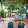 Bibit Alpukat Pluwang