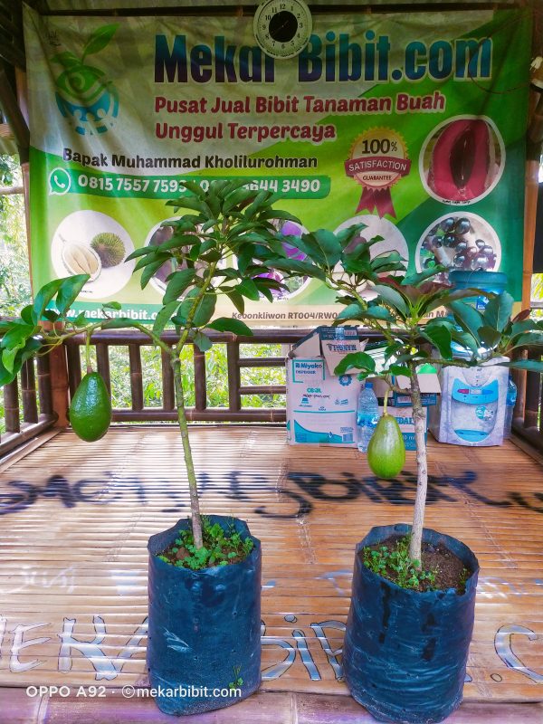 Bibit Alpukat Pluwang