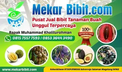 banner-mekar-bibit