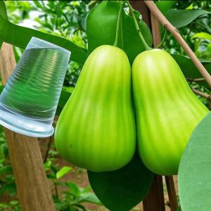 Jual Bibit Jambu Air Green Giant
