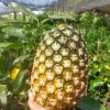 Jual Bibit Nanas Jumbo Madu