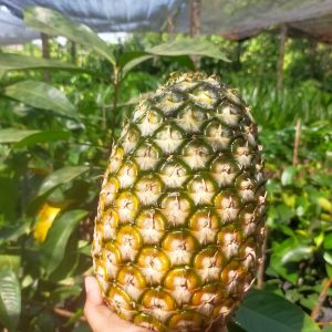 Jual Bibit Nanas Jumbo Madu